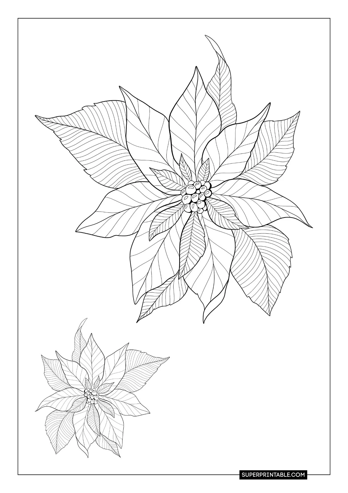 Poinsettia Coloring Pages 2