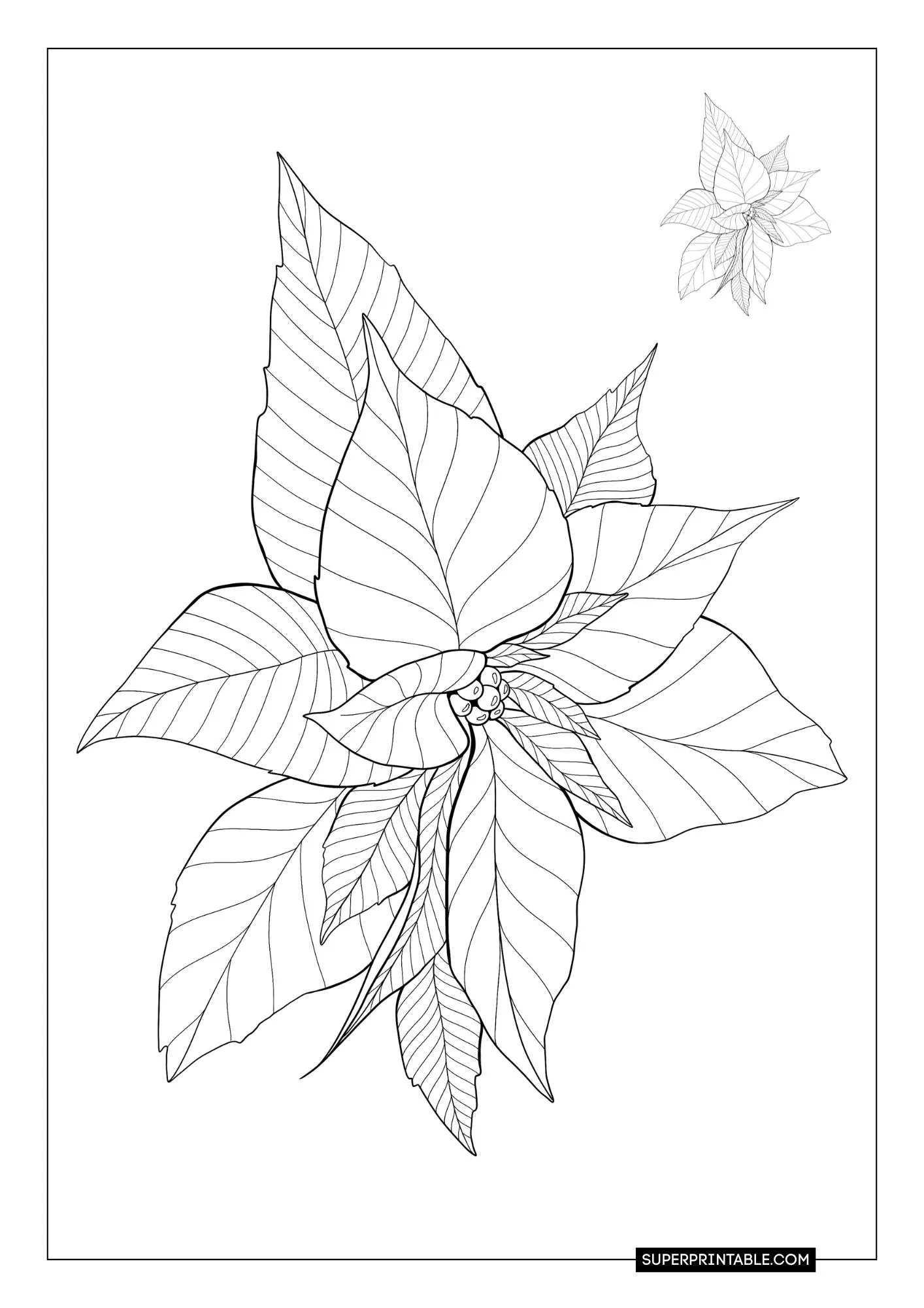 Poinsettia Coloring Pages 3