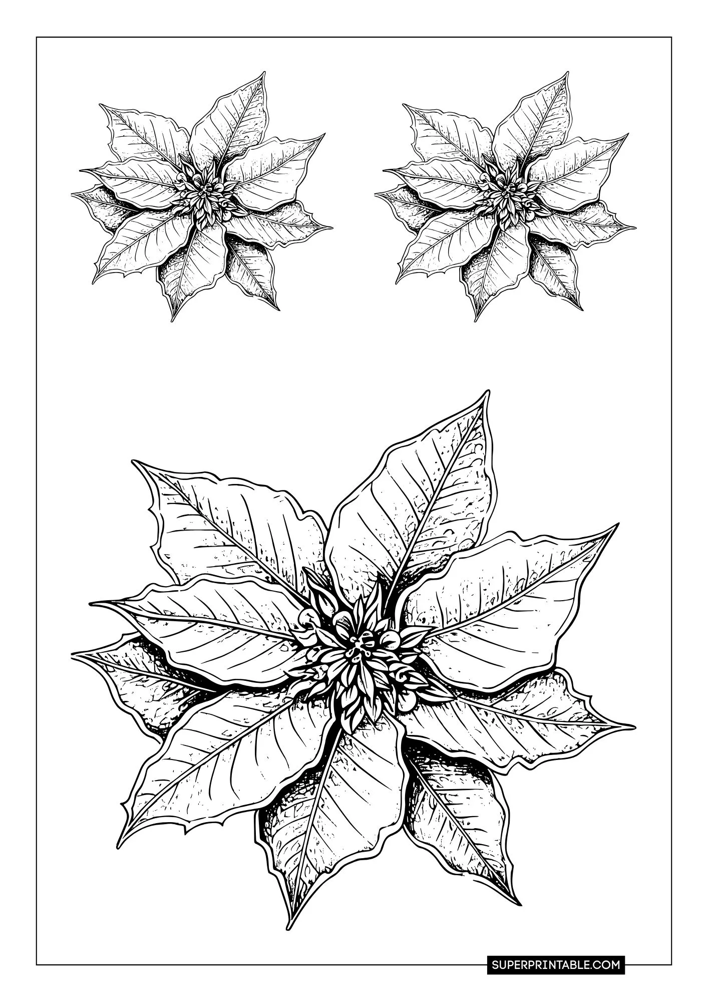 Poinsettia Coloring Pages 5