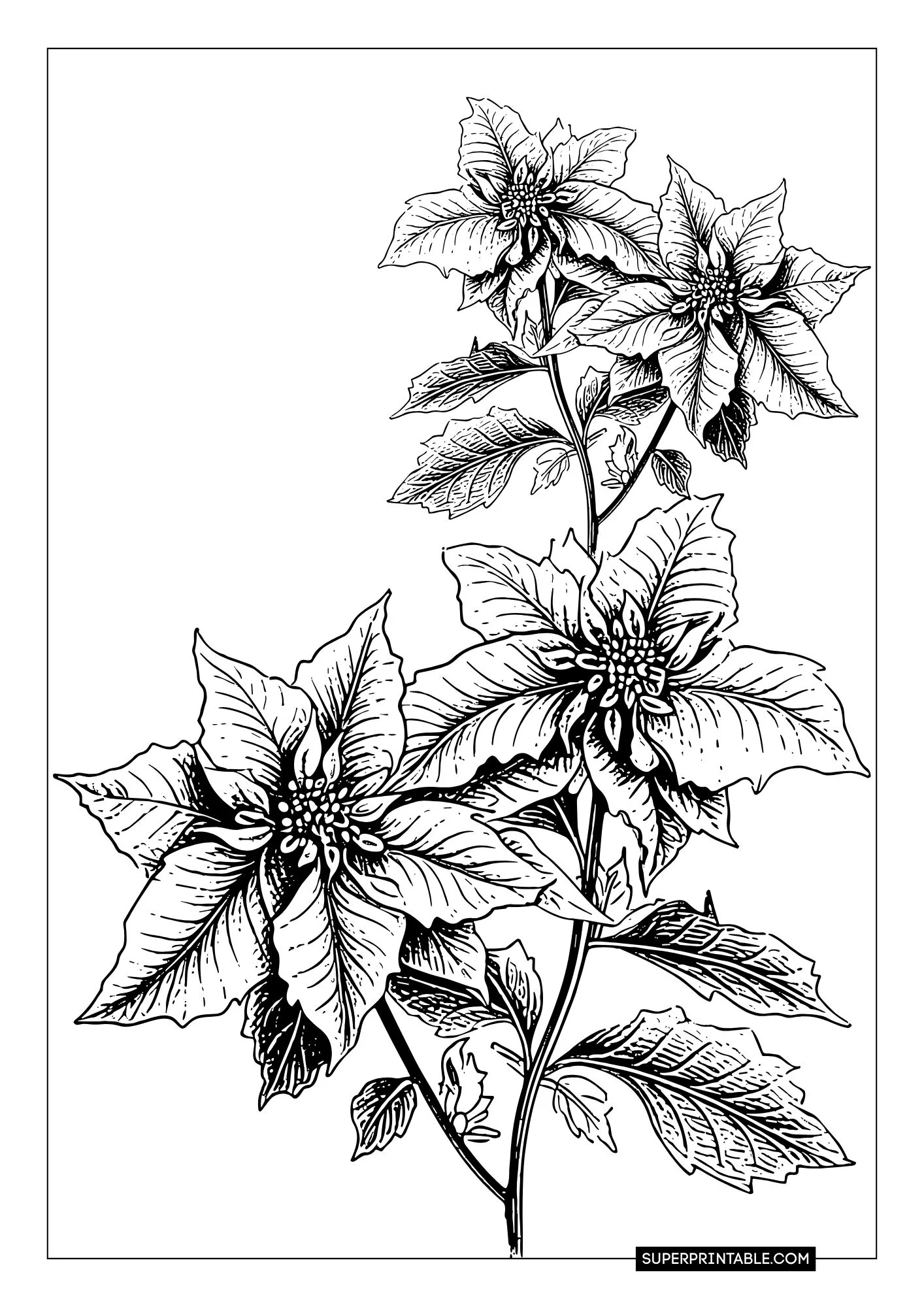 Poinsettia Coloring Pages 6