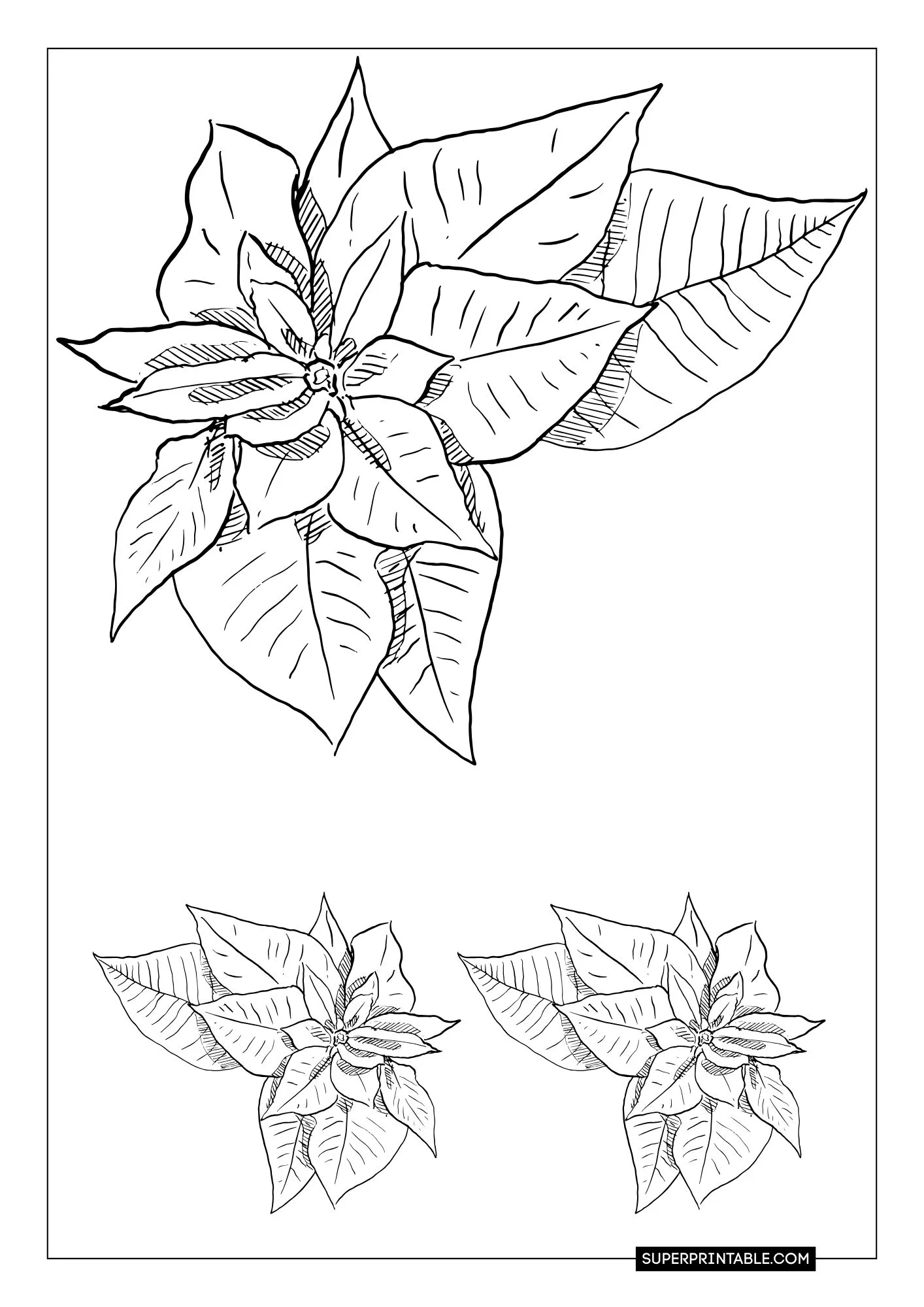 Poinsettia Coloring Pages 7