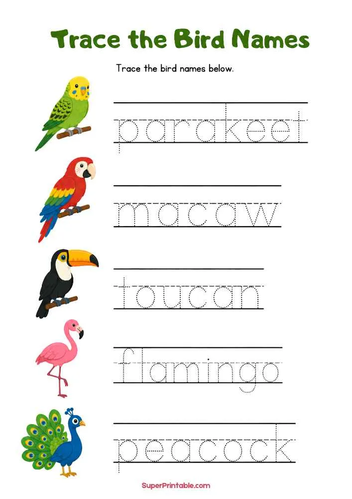 Bird name tracing worksheet with parakeet, macaw, toucan, flamingo, and peacock and dotted words to trace.