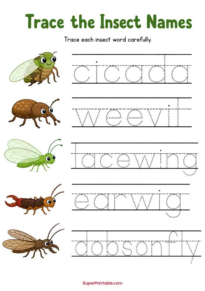 Worksheet with cicada, weevil, lacewing, earwig, and dobsonfly tracing words and insect pictures.