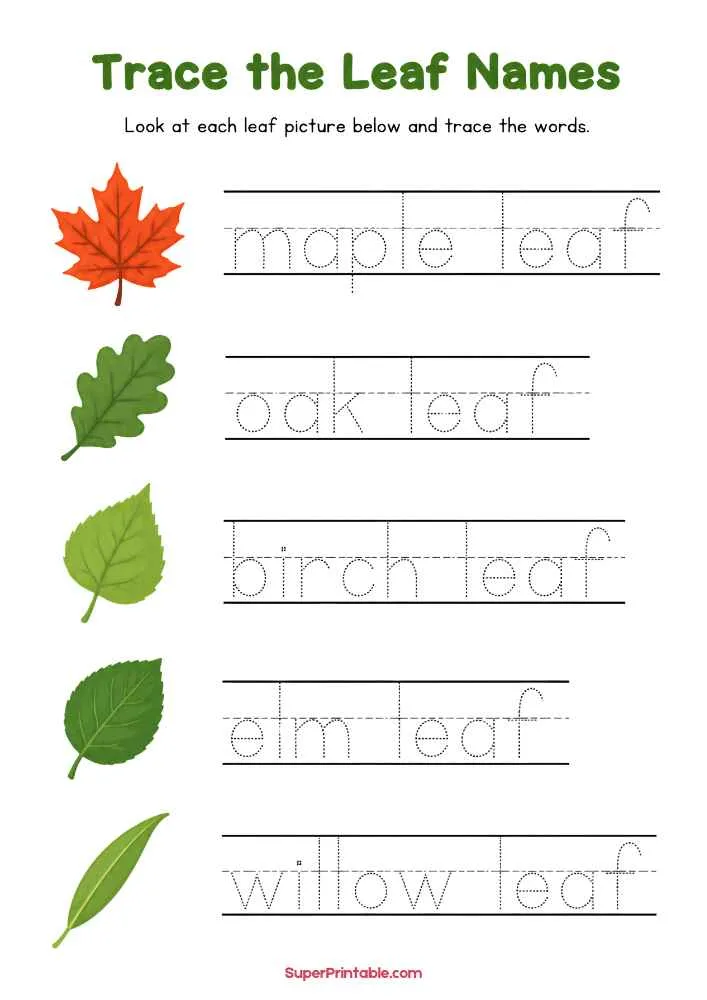Worksheet with maple, oak, birch, elm, and willow leaves and traceable leaf names.
