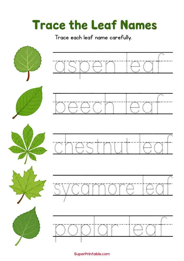Worksheet with aspen, beech, chestnut, sycamore, and poplar leaves and tracing words.