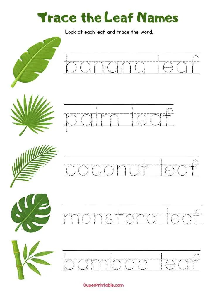 Worksheet with banana, palm, coconut, monstera, and bamboo leaves with traceable names.