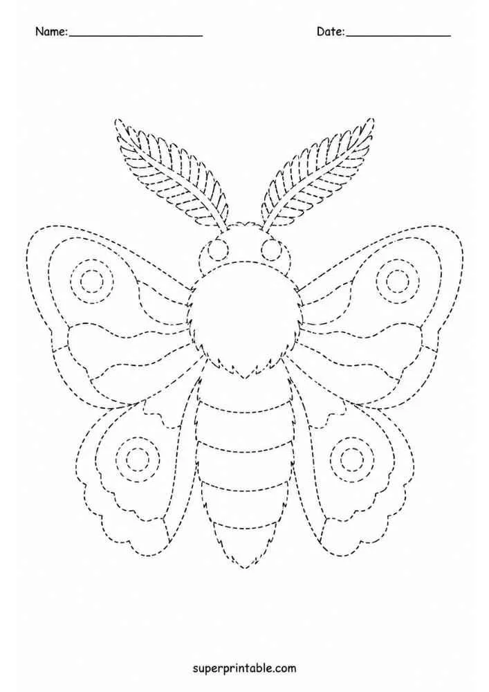 Dashed outline of a moth with patterned wings and antennae.