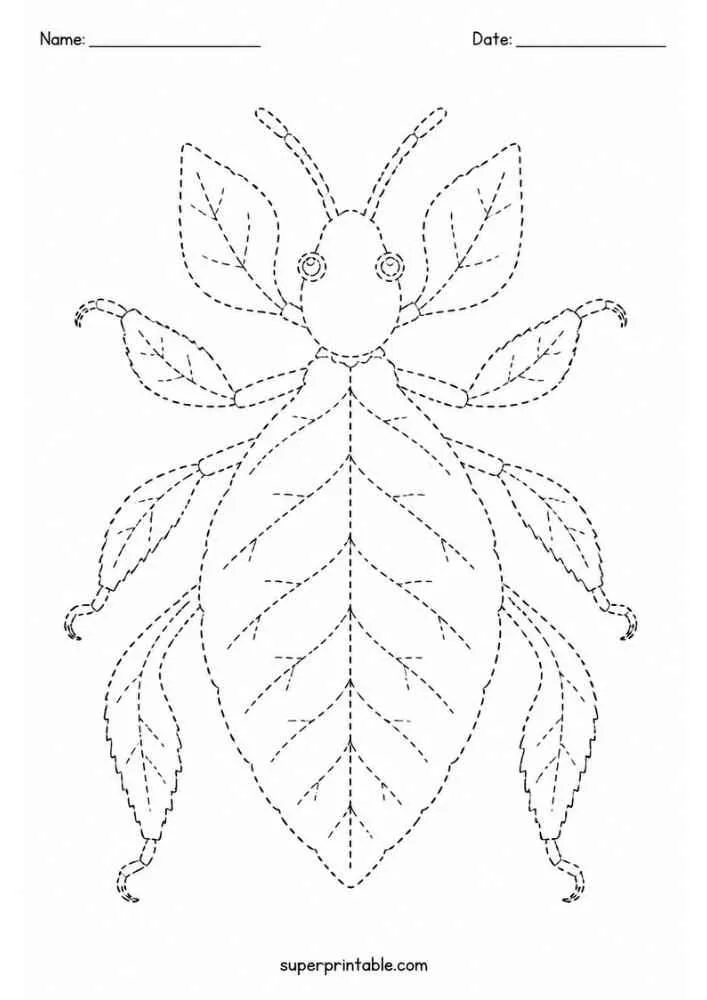 Dashed outline of a leaf insect with leaf shaped body and legs.