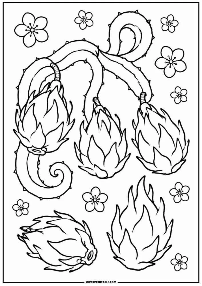 A coloring page showing three dragon fruits on a cactus vine, two loose fruits below, and small scattered blossoms.