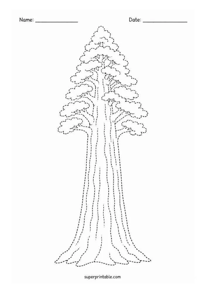 Dotted tall coast redwood tree with layered branches and Name and Date lines.