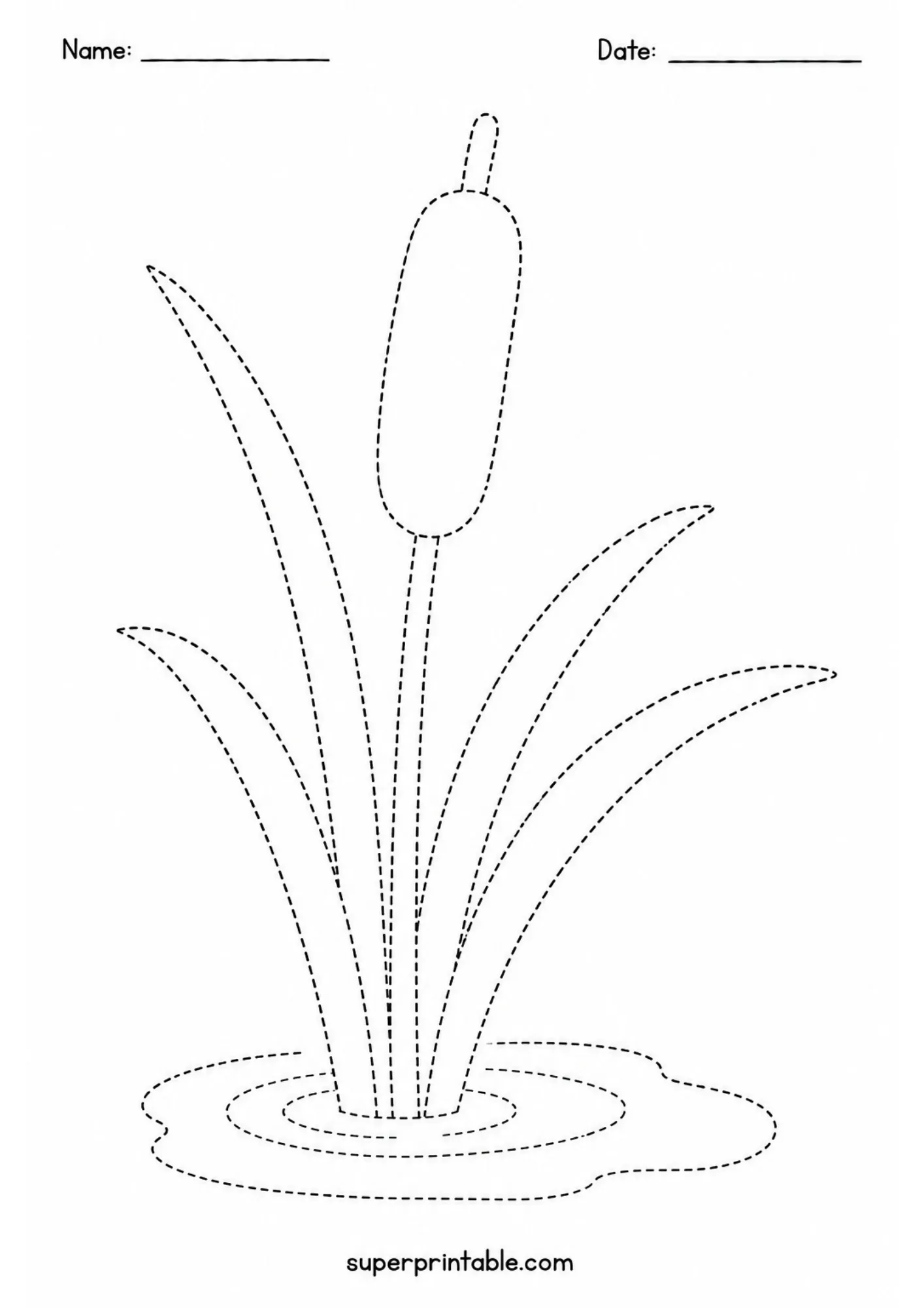 Dashed line tracing activity featuring tall cattail plants standing in shallow pond water.