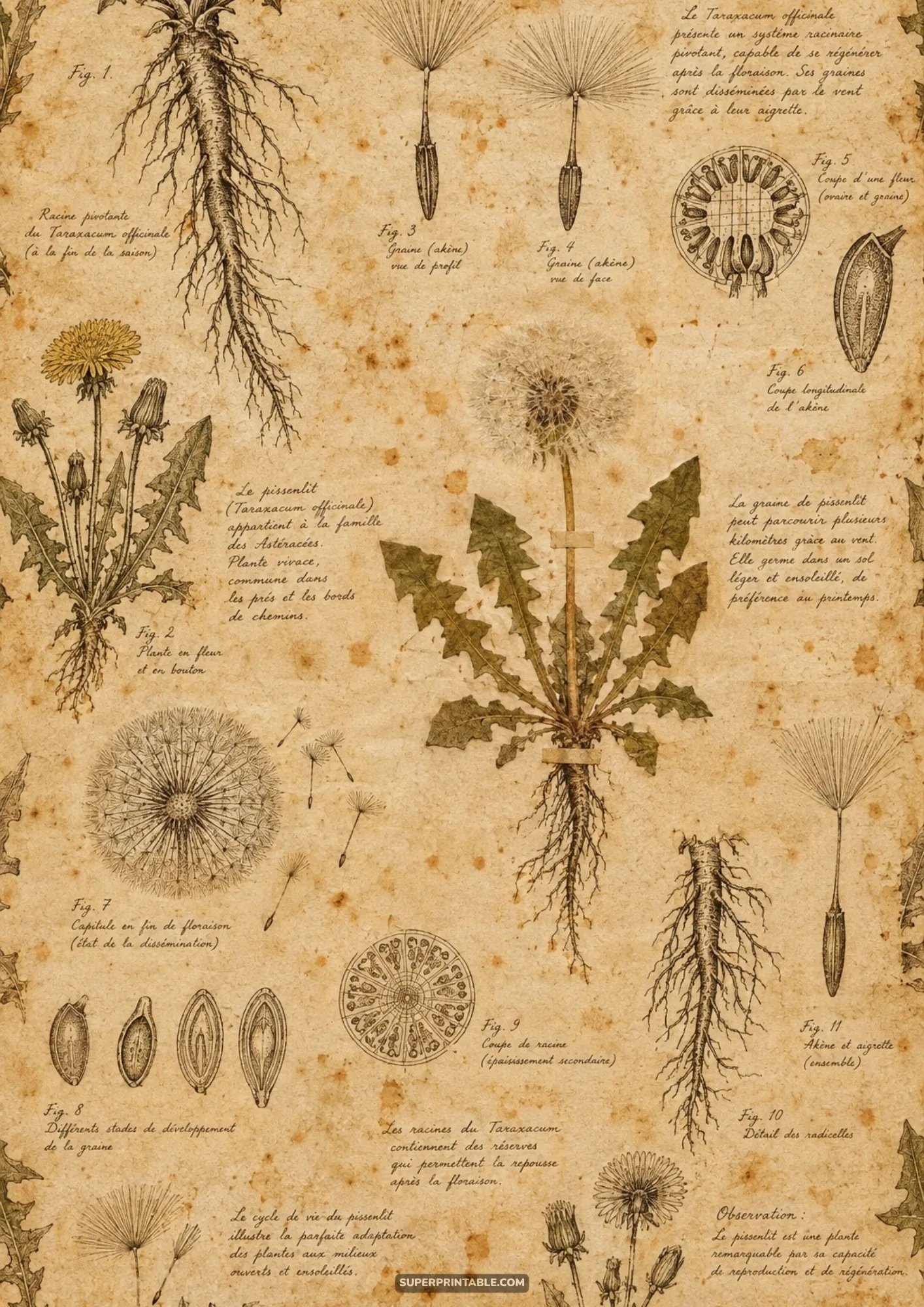 Vintage scientific dandelion botanical study plate with dissected roots, seeds, and French script