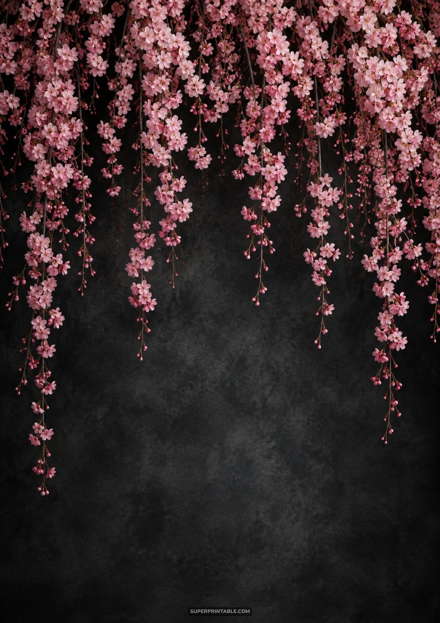 Cascading pink weeping sakura flowers hanging from above against a moody dark slate textured wall