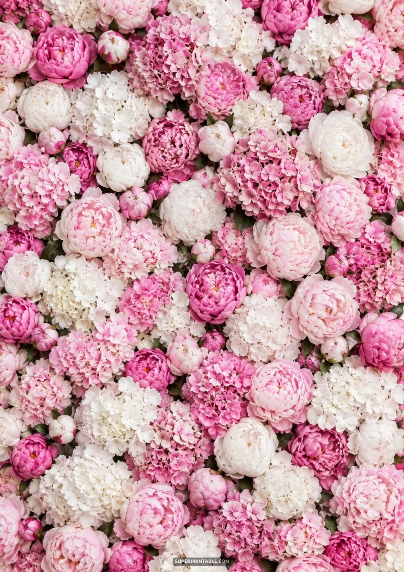 Full-frame lush flower wall packed with blooming pink peonies and clusters of white hydrangeas