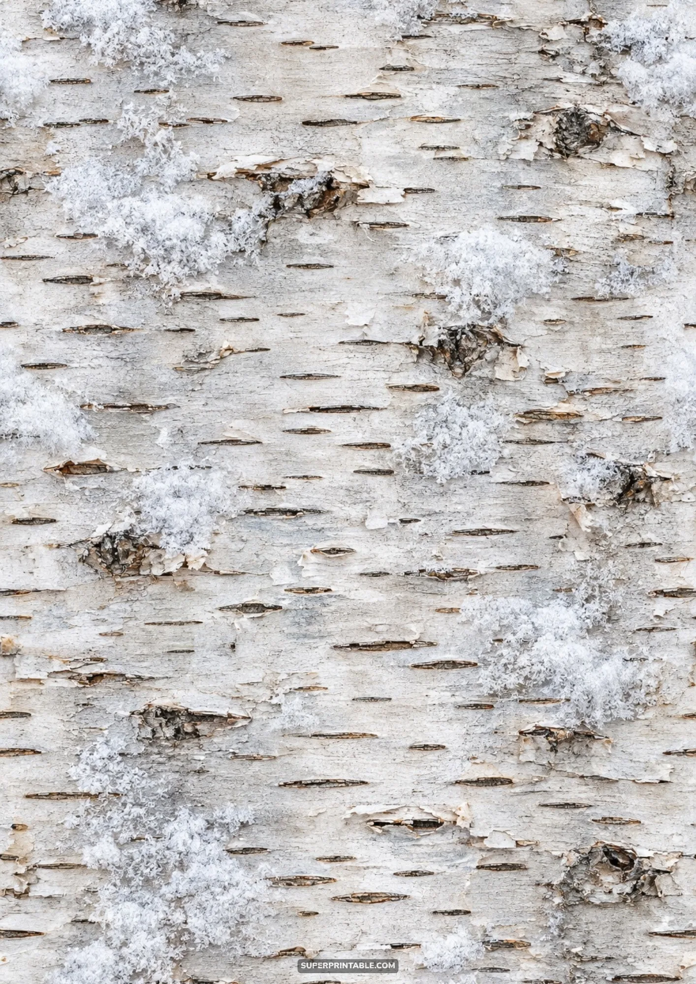Natural white birch tree bark texture dusted with patches of fresh snow and delicate winter frost