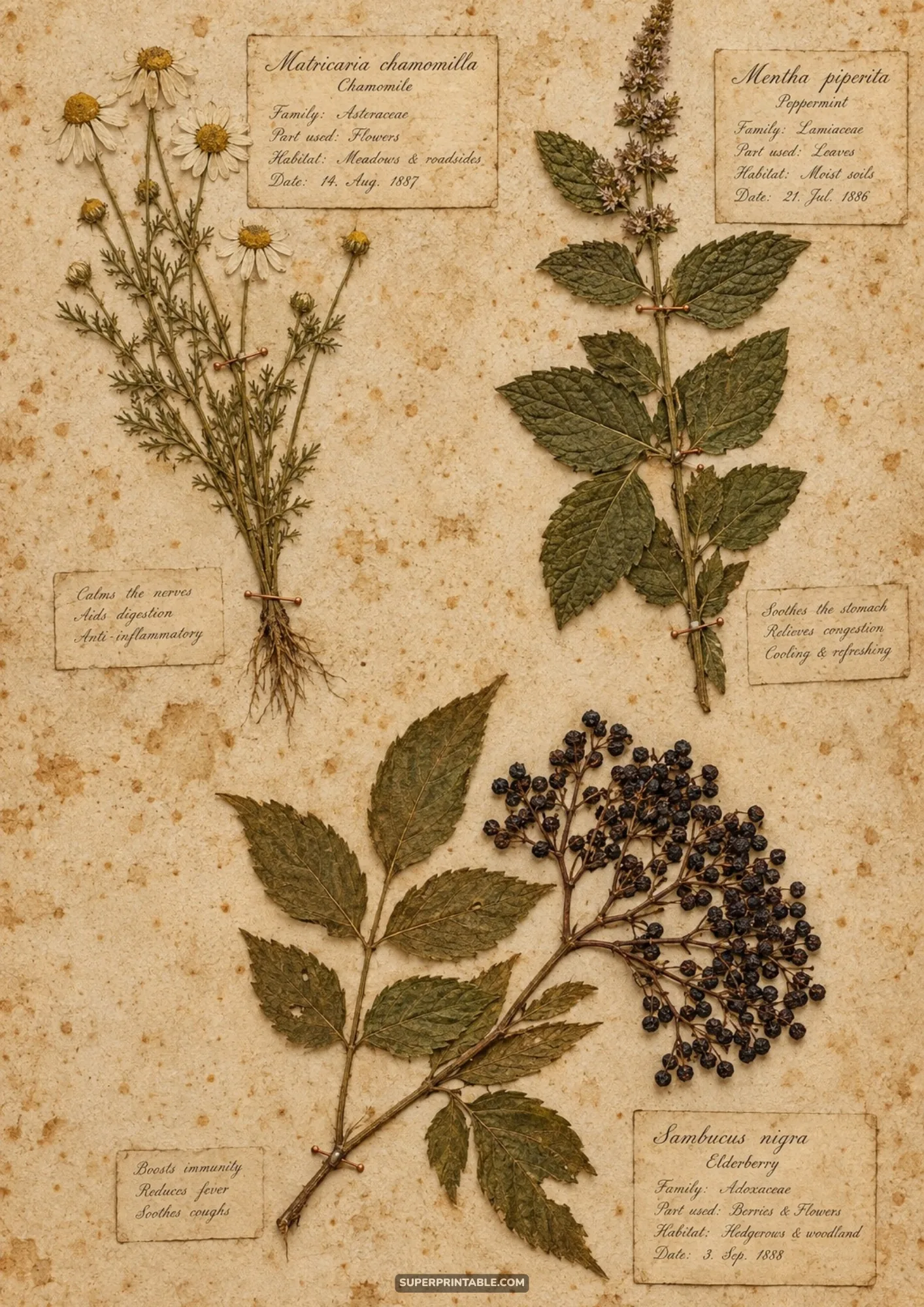 Pressed chamomile flowers, peppermint leaves, and dark elderberry cluster with handwritten notes