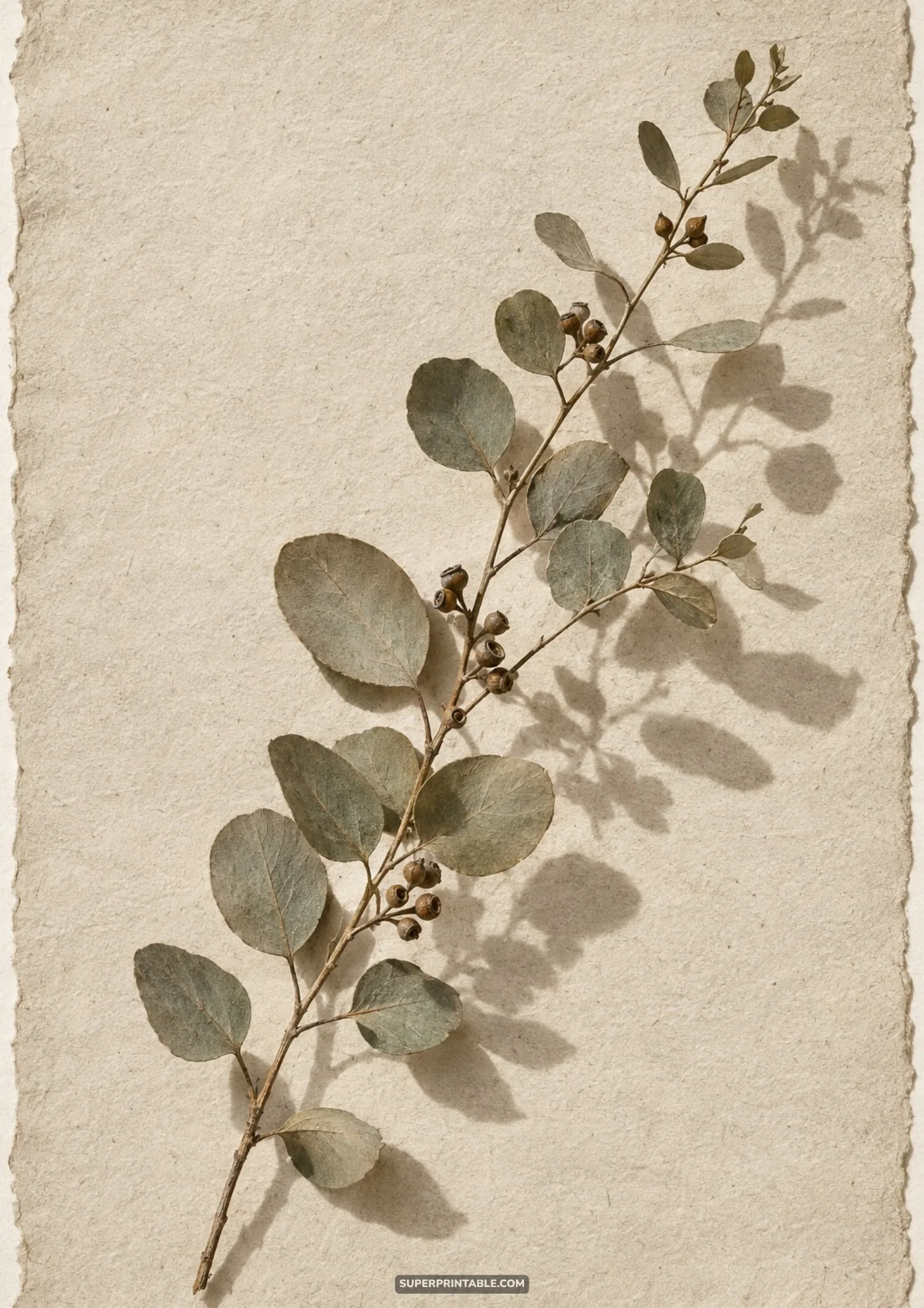 Dried eucalyptus branch with seed pods casting gentle sunlight shadows on deckled handmade paper