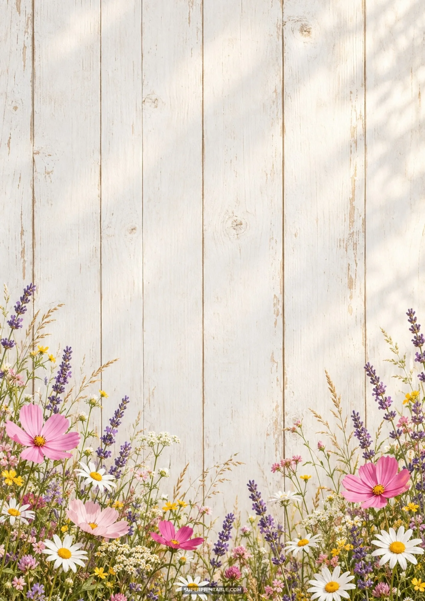 Vibrant pink cosmos and purple lavender blooming along the base of whitewashed wooden planks