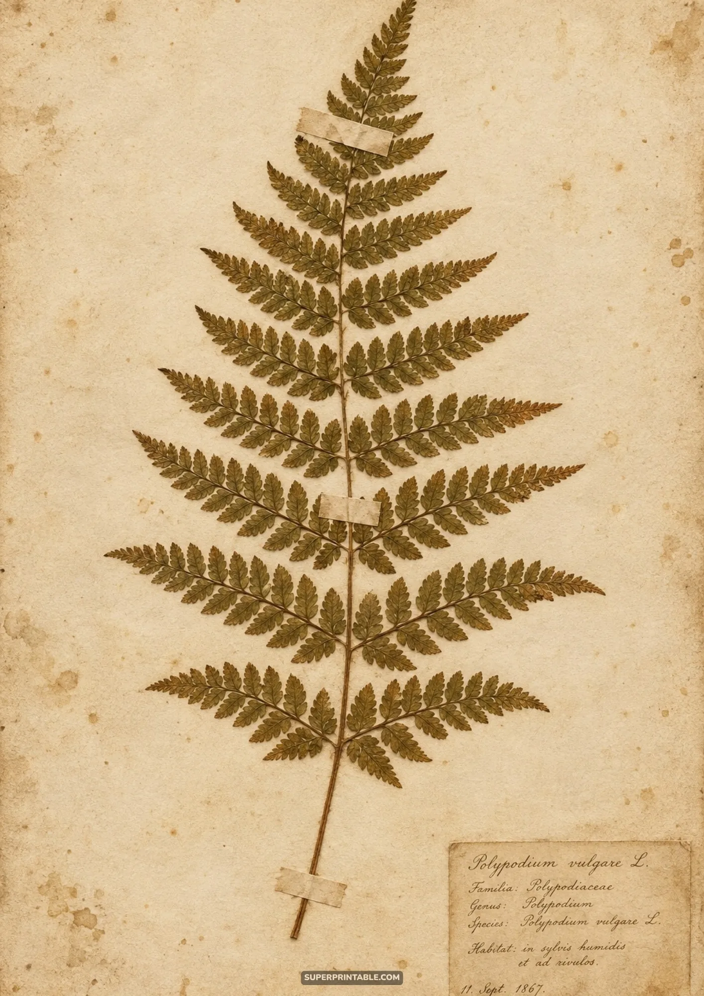 Single pressed Polypodium fern frond mounted with paper tape and dated 1867 specimen label