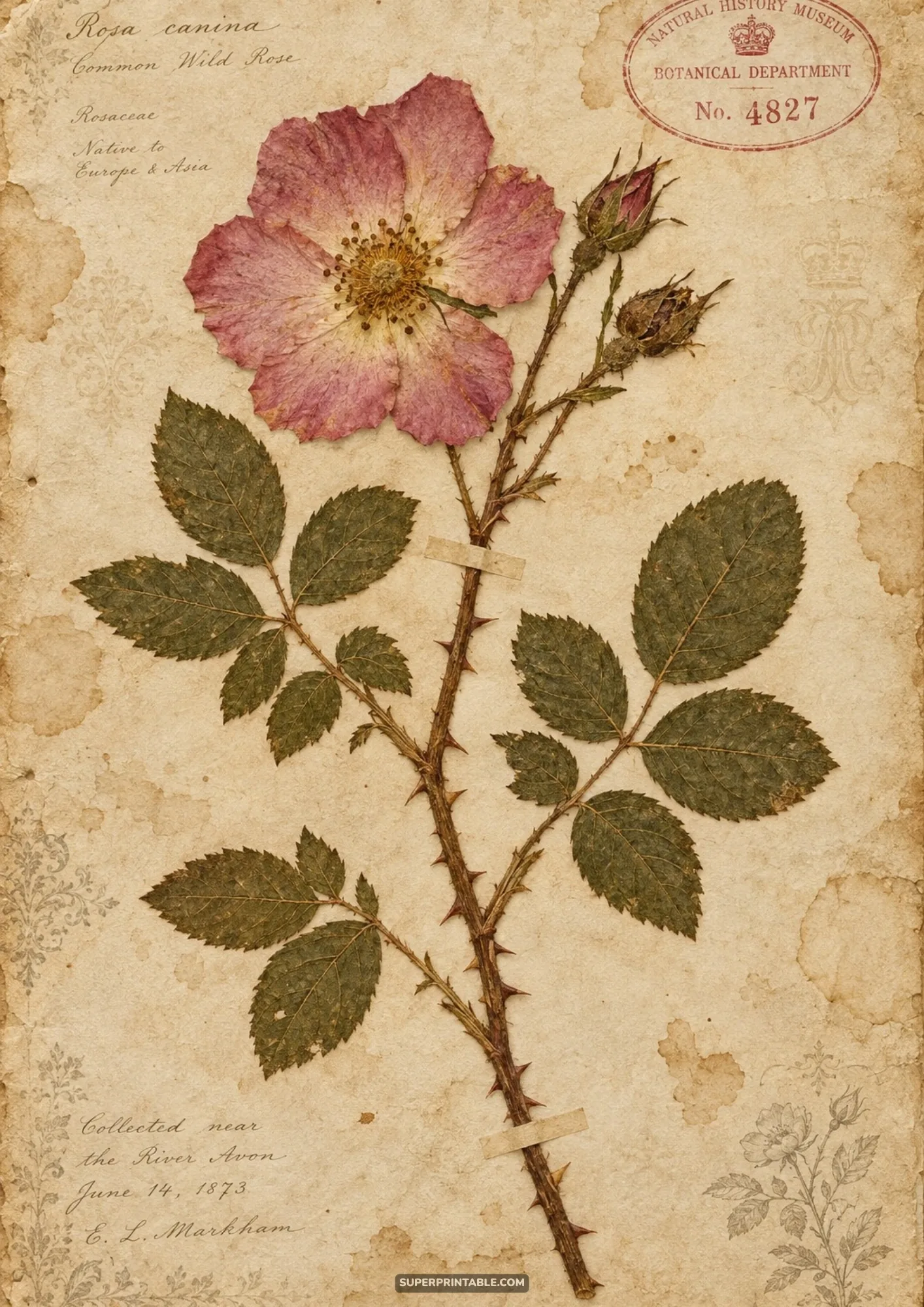 Pressed wild dog rose blossom with thorny stem and red Natural History Museum collection stamp