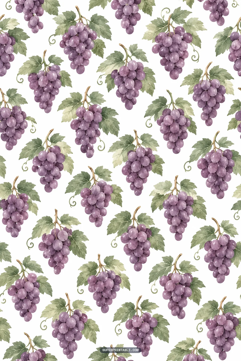 Ripe purple grape bunches with broad foliage leaves and spiraling tendrils on a white background.
