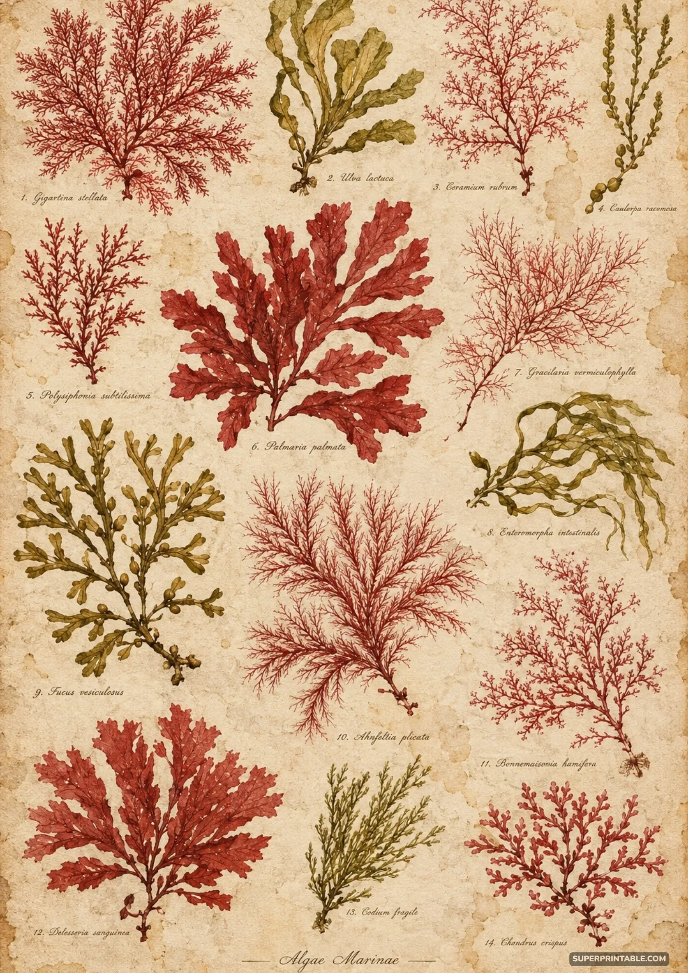 Historic marine algae herbarium plate illustrating fourteen pressed red and green seaweed varieties