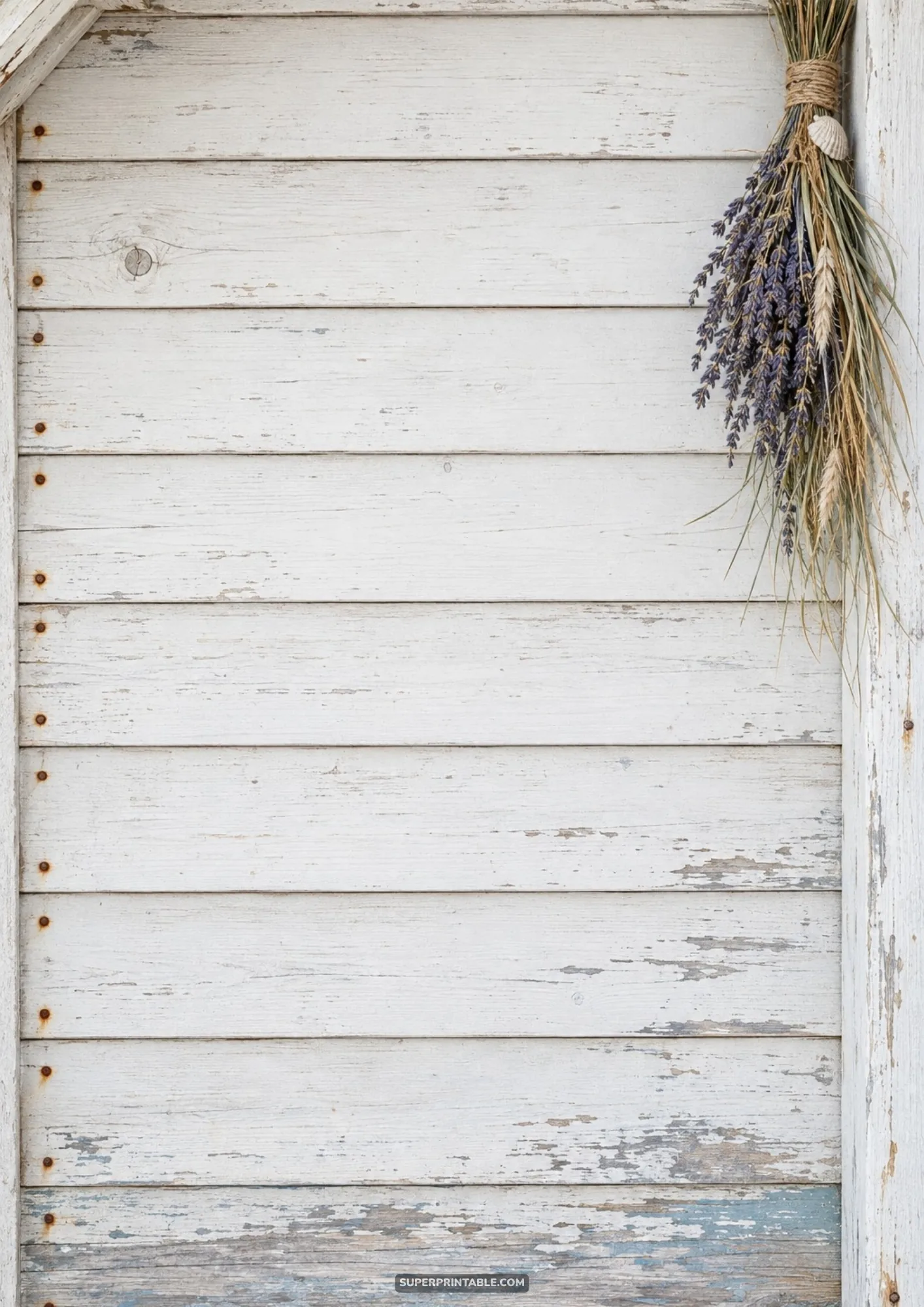 Weathered white shiplap wall texture with a hanging bundle of dried coastal lavender